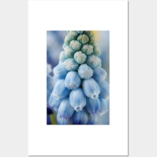 Muscari armeniacum  &#39;Valerie Finnis&#39;  Grape hyacinth Posters and Art